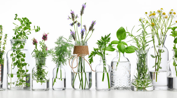 5 Immunity Boosting Plants and Herbs